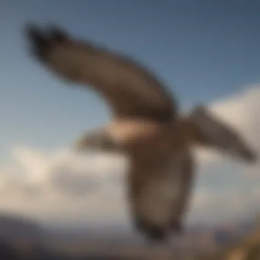 Gray Hawk soaring through the sky, demonstrating its impressive wingspan.