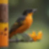 Close-up of a vibrant oriole perched on a feeder with nectar