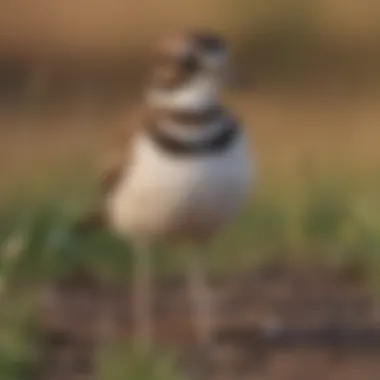 A Killdeer in a field calling out