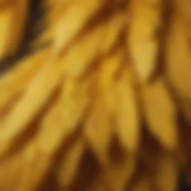 Close-up view of canary feathers showcasing colors