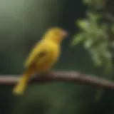 A vibrant canary perched on a branch