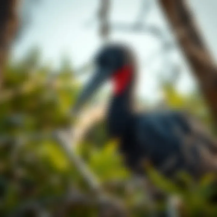 Artistic representation of the dodo bird in its natural habitat