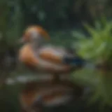 Elegant mandarin duck amidst a tranquil pond