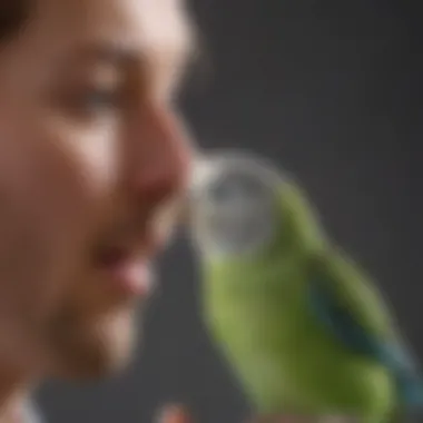 An owner gently training a budgerigar using positive reinforcement techniques