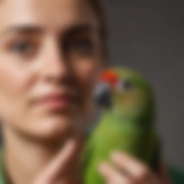 A green cheek conure interacting playfully with its owner, highlighting their social nature.