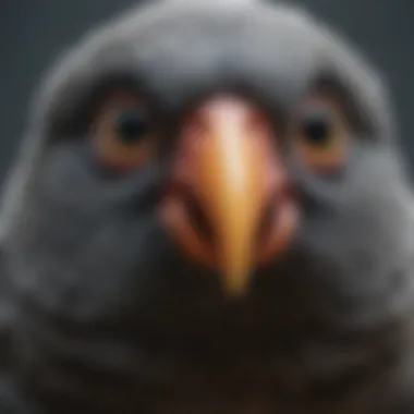 A close-up of a pet bird showing signs of distress while breathing