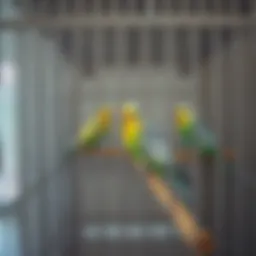 Spacious budgie cage showcasing ample room for movement