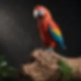 A vibrant macaw perched gracefully on a natural wood perch