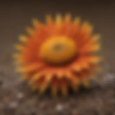 A variety of safflower seeds illustrating their distinct characteristics.