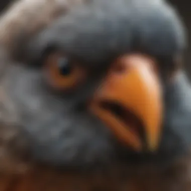 Close-up of a pet bird exhibiting subtle signs of distress or illness.