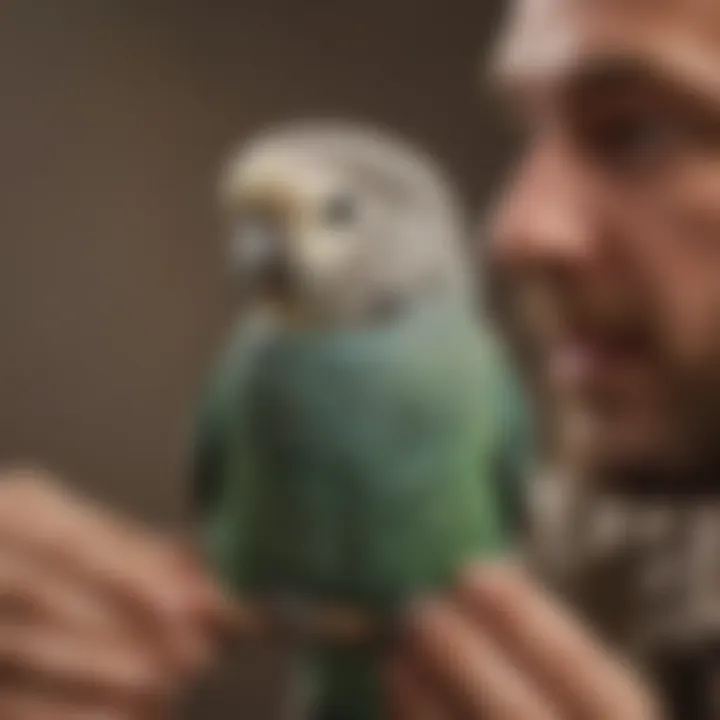 A close-up of a budgerigar interacting with its owner