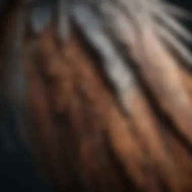 Close-up of feathers shedding from a bird's wing