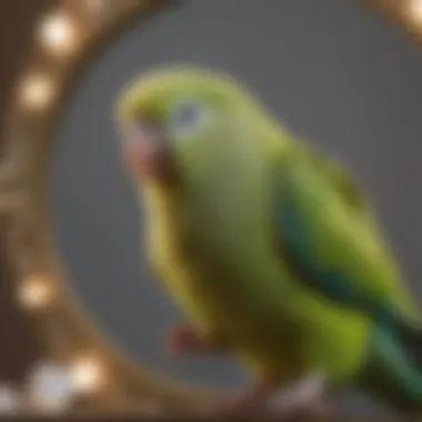 A parakeet displaying signs of stress away from the mirror, illustrating potential drawbacks.