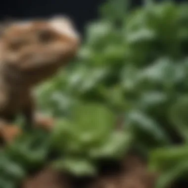 Fresh leafy greens and vegetables recommended for bearded dragons