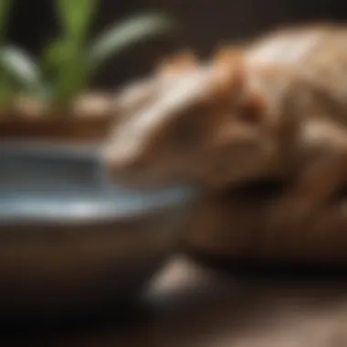 A bearded dragon drinking water from a shallow dish