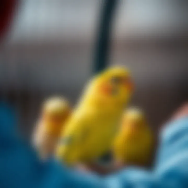 Responsible Breeder Caring for Canaries A responsible breeder caring for canaries