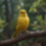 Beautiful canary perched on a branch in a cozy environment