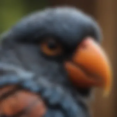 A close-up of a bird's beak and feathers highlighting their sensitivity.